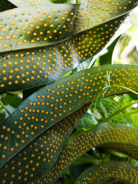 Image of creeping golden polypody