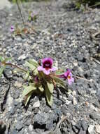 Image of red monkeyflower