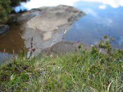 Image of Rytidosperma pauciflorum (R. Br.) Connor & Edgar