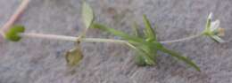 Image of Crassula papillosa Schönl. & Baker fil.