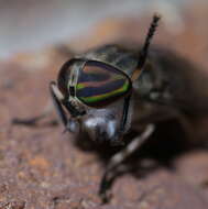 Image of Tabanus subsimilis Bellardi 1859