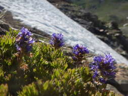 Image of featherleaf kittentails