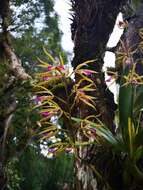 Imagem de Prosthechea brassavolae (Rchb. fil.) W. E. Higgins