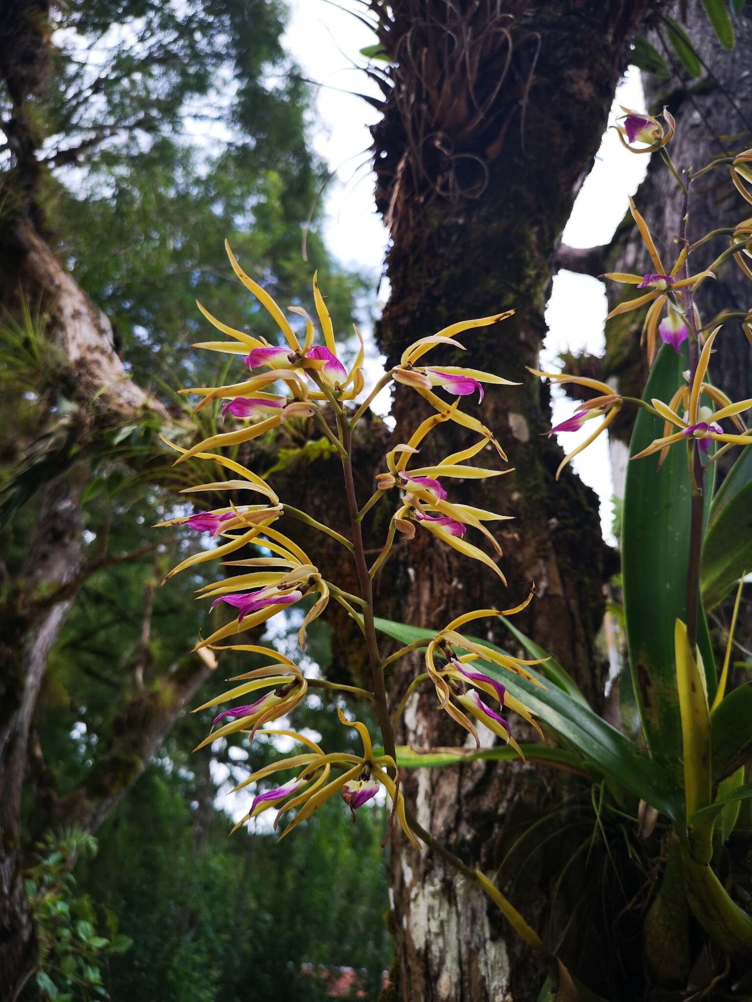 Image of Prosthechea brassavolae (Rchb. fil.) W. E. Higgins