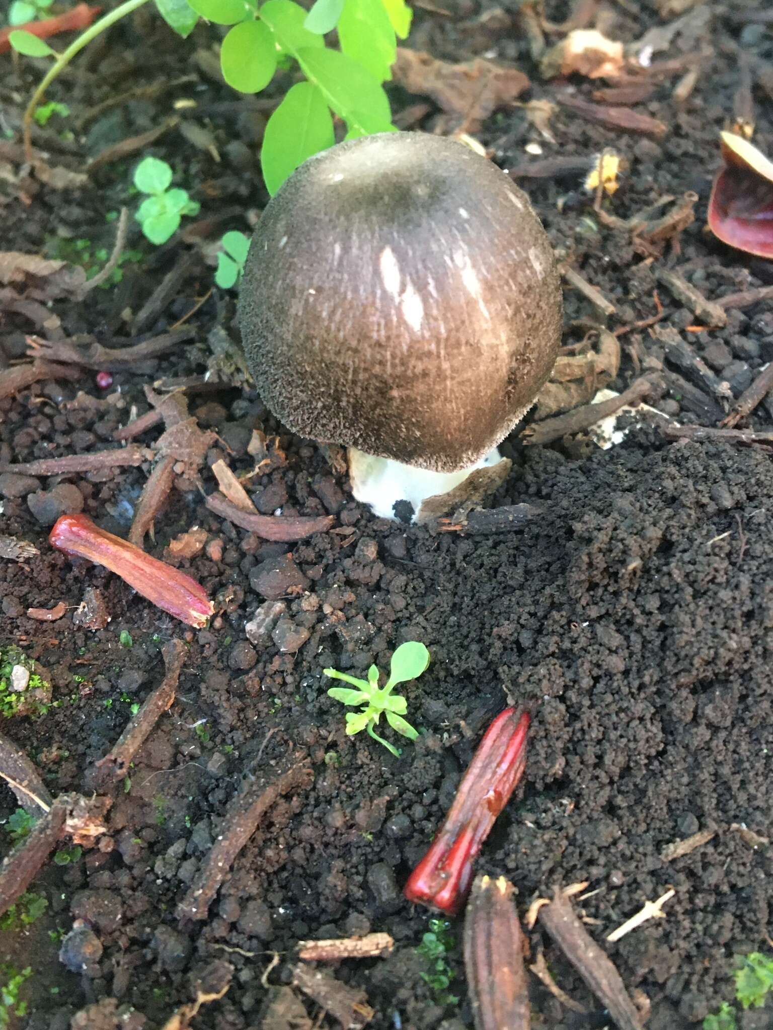 Image of straw mushroom