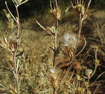 Image of Dicoma tomentosa Cass.