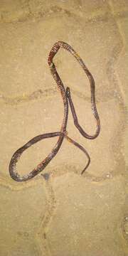 Image of Black Coral Snake