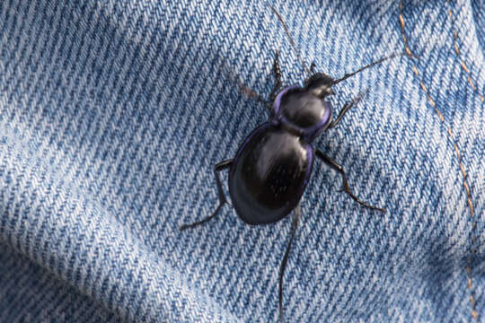 Image of Carabus (Tanaocarabus) finitimus Haldeman 1852