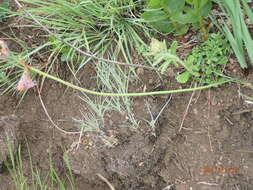 Image of Tulbaghia acutiloba Harv.