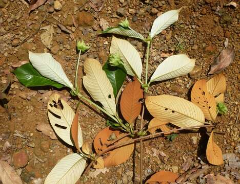 Image of Sabicea ferruginea (G. Don) Benth.