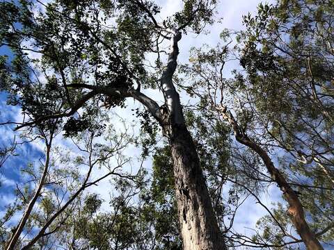 Imagem de Eucalyptus moluccana Roxb.