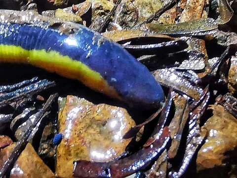 Image of Ichthyophis nguyenorum Nishikawa, Matsui & Orlov 2012