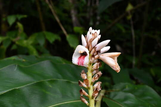 Image of Alpinia kawakamii Hayata