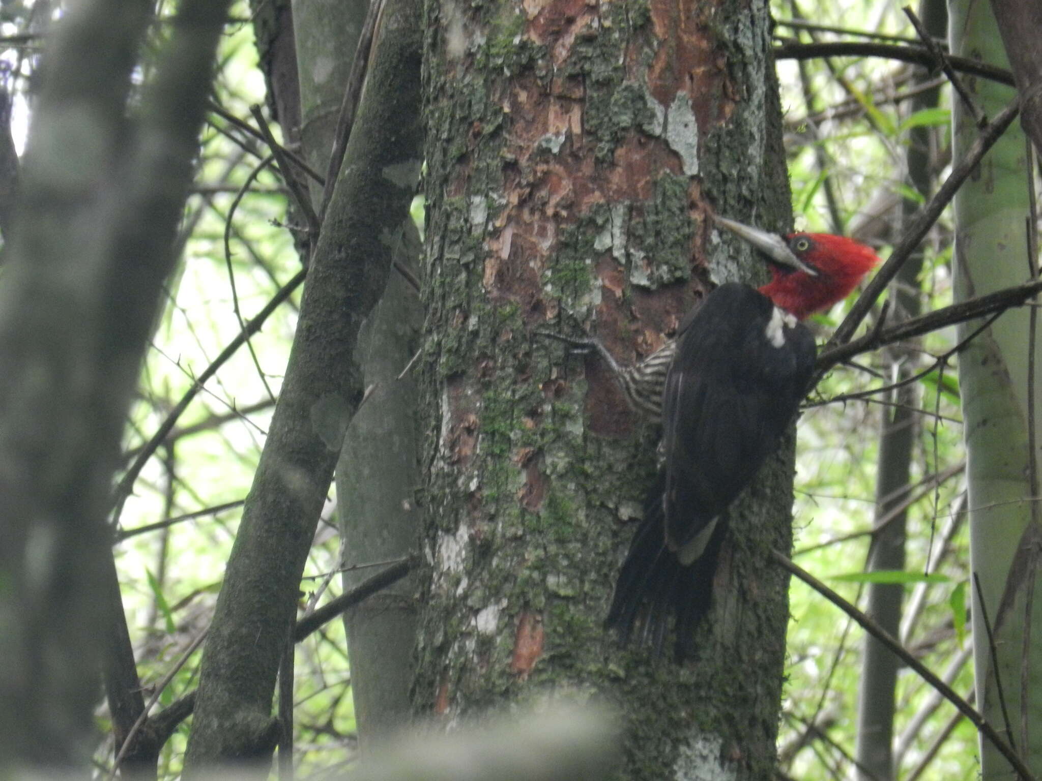 Image of Robust Woodpecker