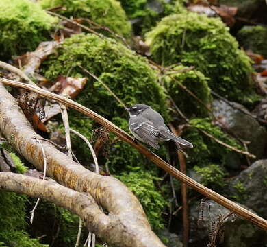 Image of Grey Fantail