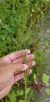 Image of bearded sprangletop