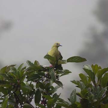 Image of Wedge-tailed Pigeon