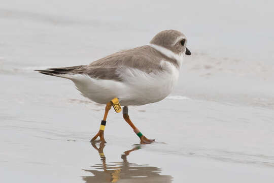 Image of Piping Plover