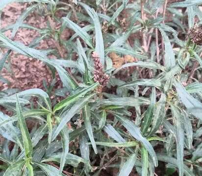 Image of African amaranth