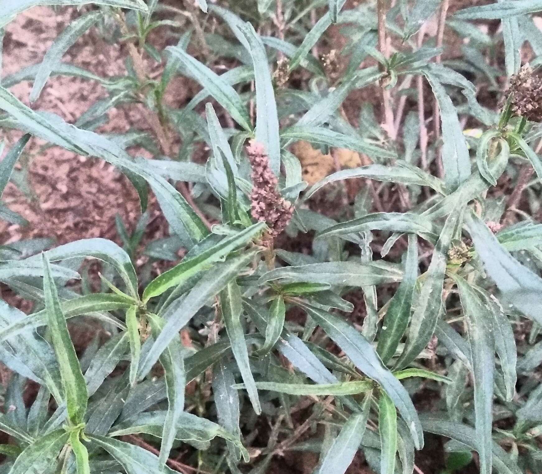 Image of African amaranth