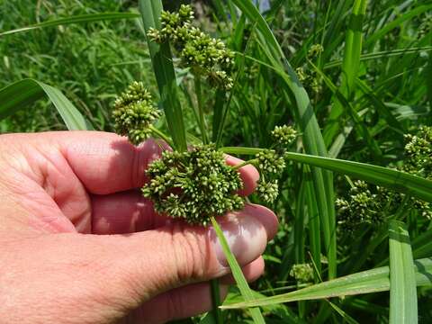 Scirpus atrovirens Willd. resmi