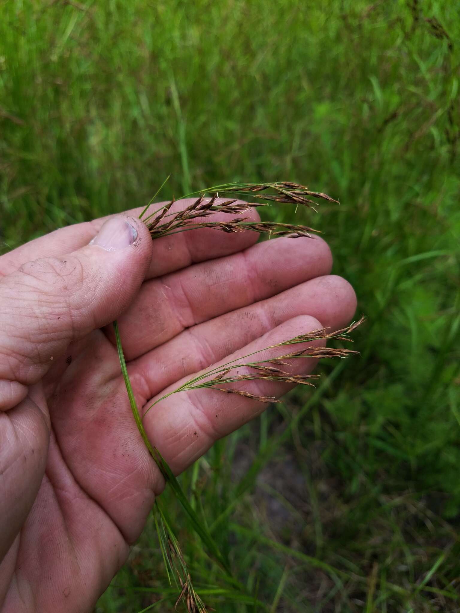 Image of nodding beaksedge