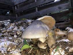 Image of straw mushroom