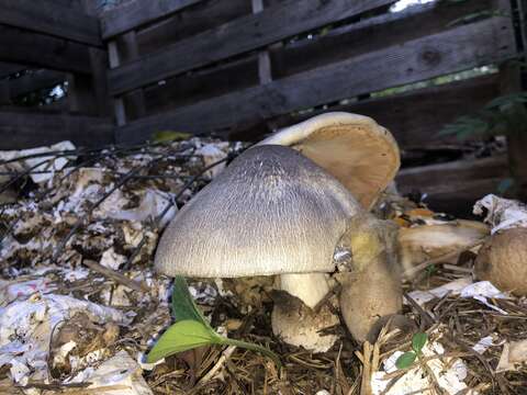 Image of straw mushroom