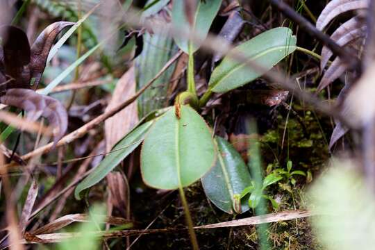 Слика од Nepenthes villosa Hook. fil.