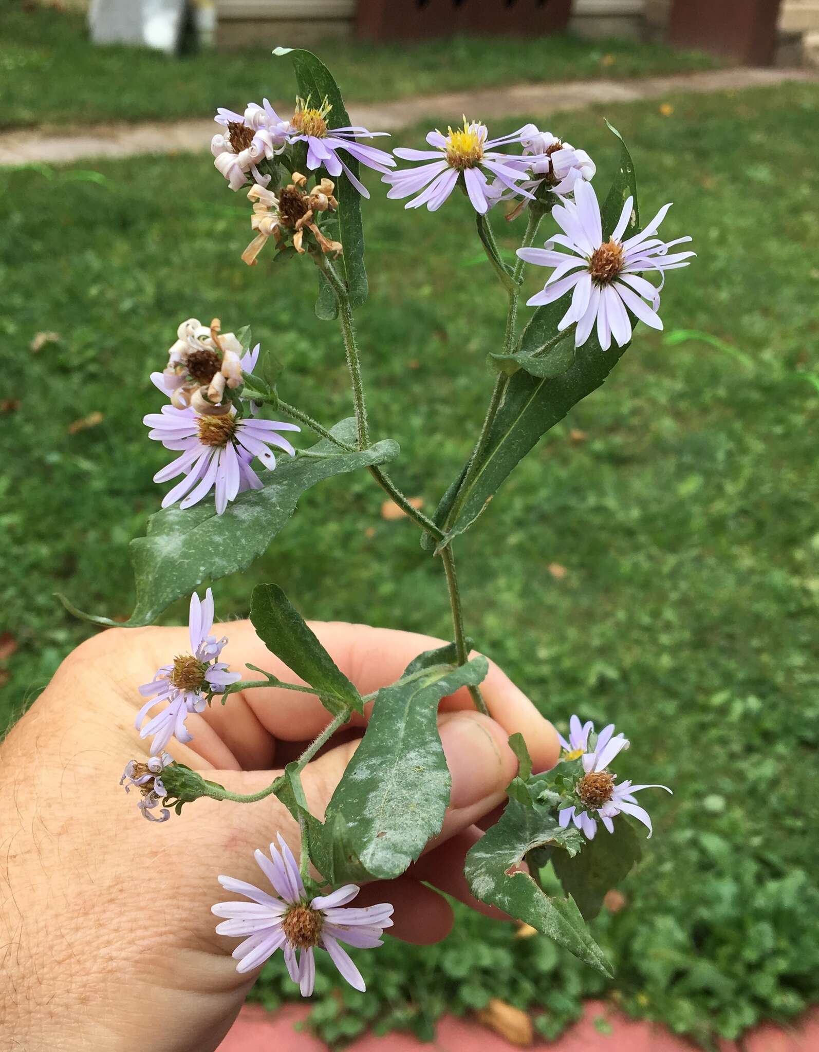 Image of crookedstem aster