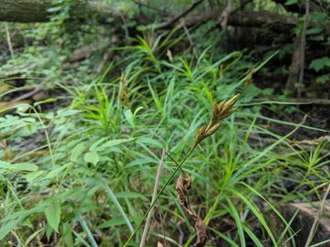 Слика од Carex muskingumensis Schwein.