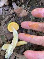Pulveroboletus curtisii (Berk.) Singer 1947的图像