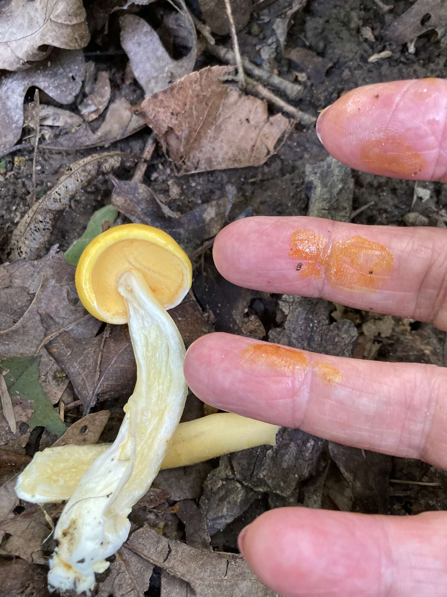 Pulveroboletus curtisii (Berk.) Singer 1947的图像