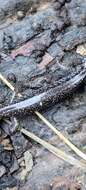 Image of Siskiyou Mountains salamander