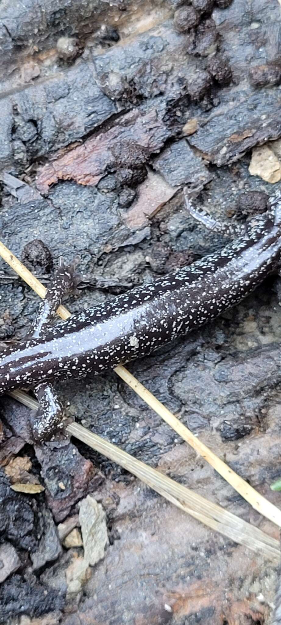 Image of Siskiyou Mountains salamander