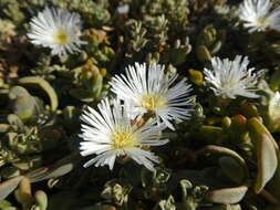 Image of Mesembryanthemum pallens subsp. pallens