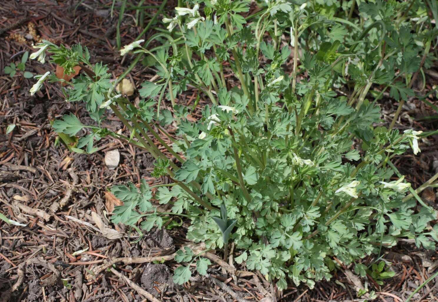 Image de Corydalis capnoides (L.) Pers.