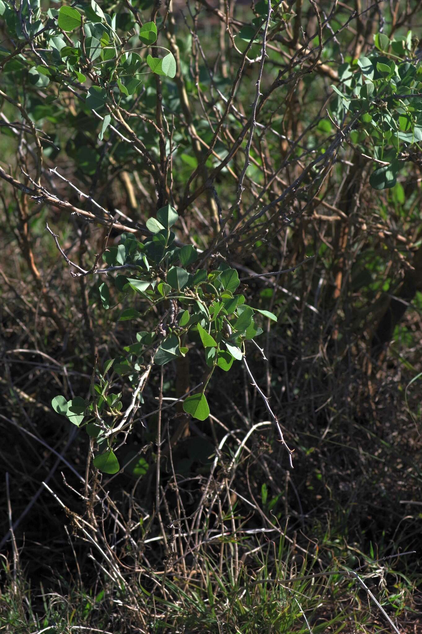 Image de Erythrina acanthocarpa E. Mey.