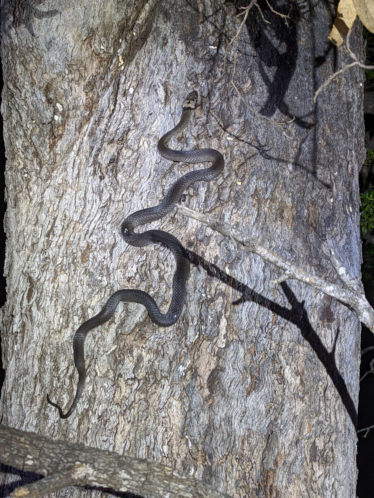 Image of Pale-headed Snake