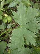 Image of Aconitum lycoctonum subsp. moldavicum (Hacq.) J. Jalas