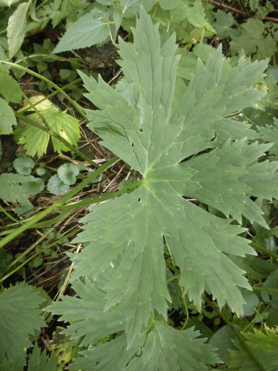 Image of Aconitum lycoctonum subsp. moldavicum (Hacq.) J. Jalas