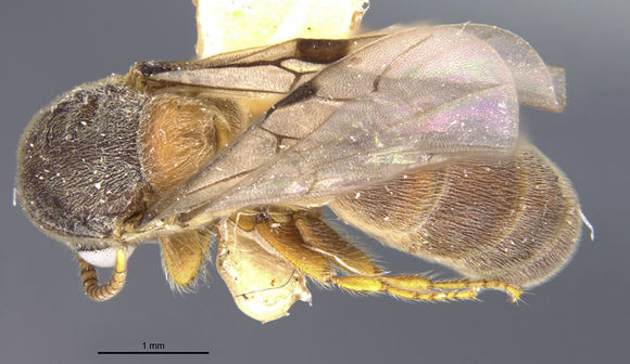 Image of <i>Aenictus latiscapus fumatus</i> Wheeler 1927