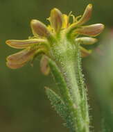 Image of Osteospermum muricatum subsp. muricatum