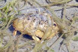 Image of smooth box crab