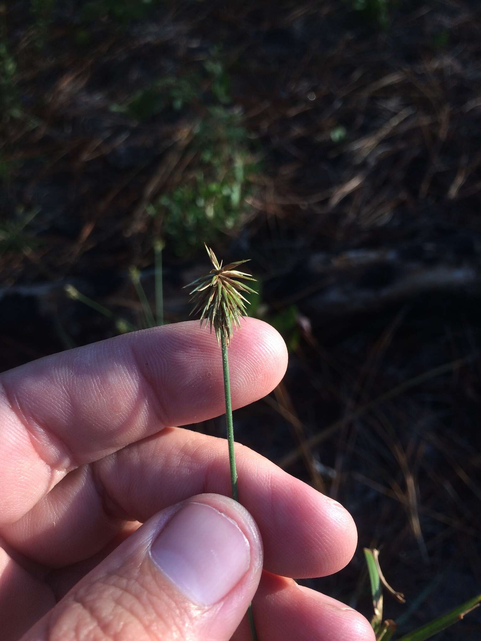 Image of Plukenet's flatsedge