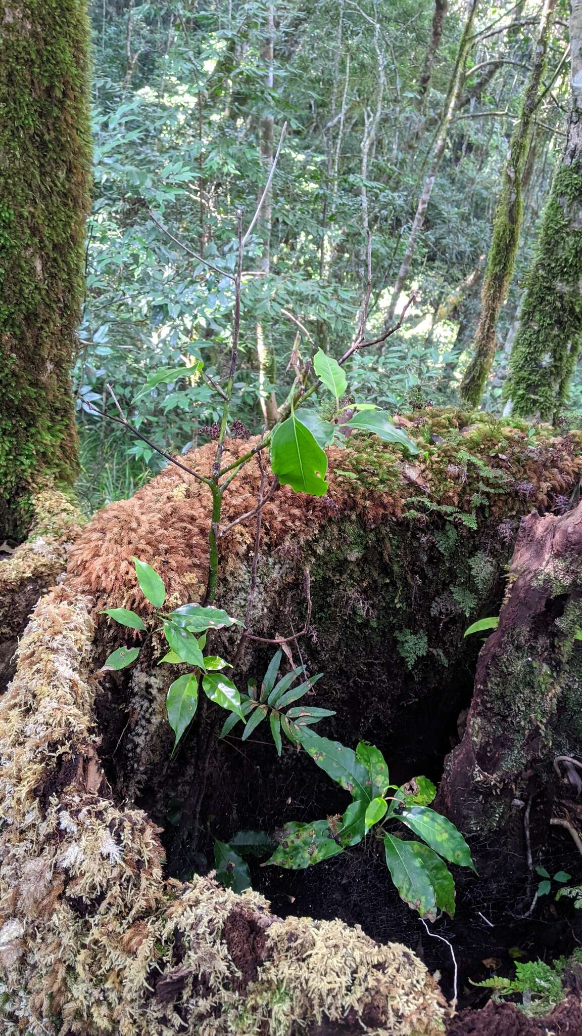 Imagem de Cinnamomum micranthum (Hayata) Hayata