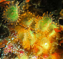 Image of Jewel anemone