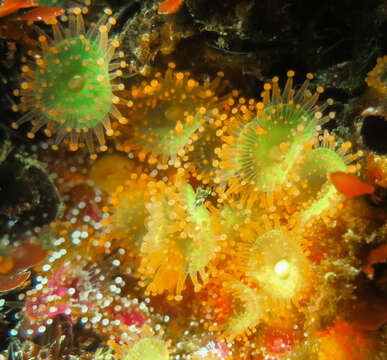 Image of Jewel anemone