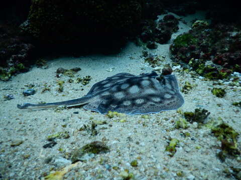 Image of Bullseye Round Stingray