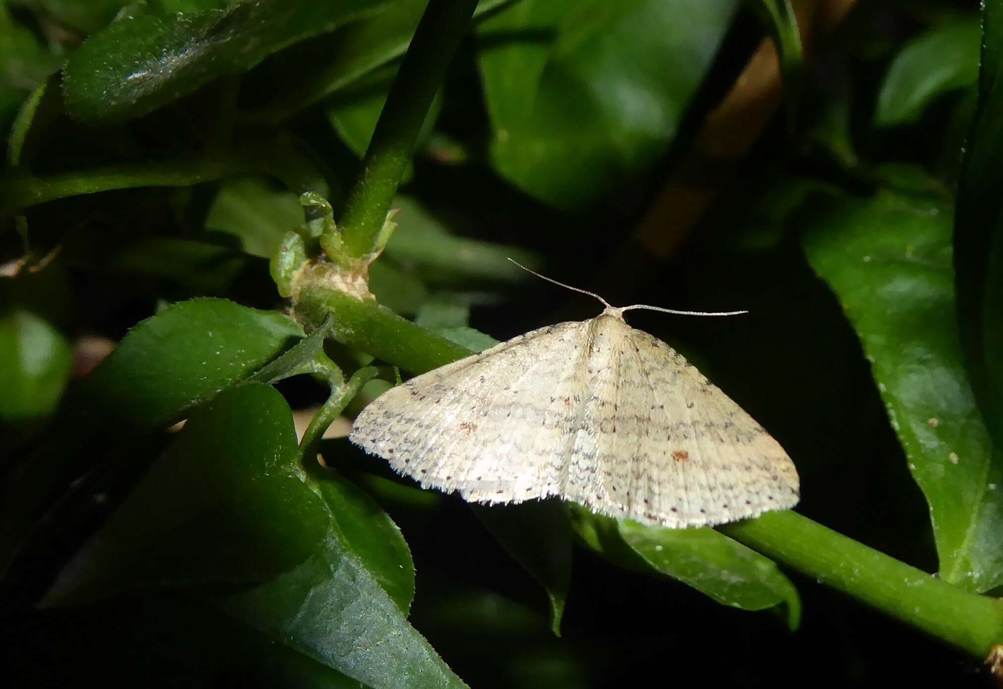 Image of Epicyme rubropunctaria (Doubleday 1843)